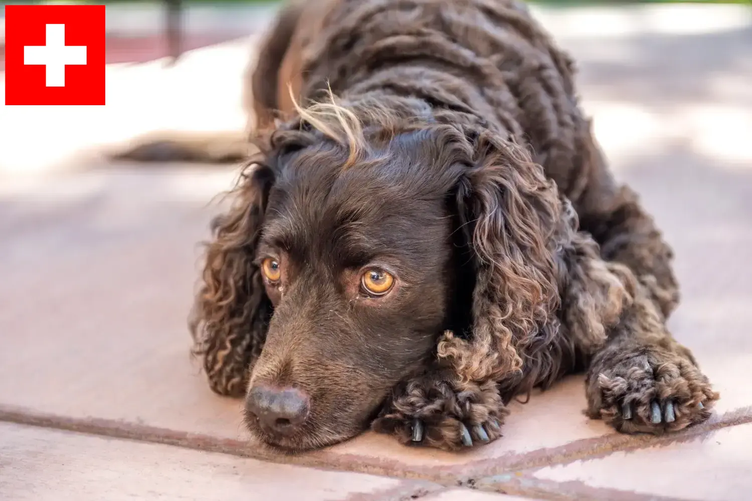 Read more about the article American Water Spaniel breeders and puppies in Switzerland