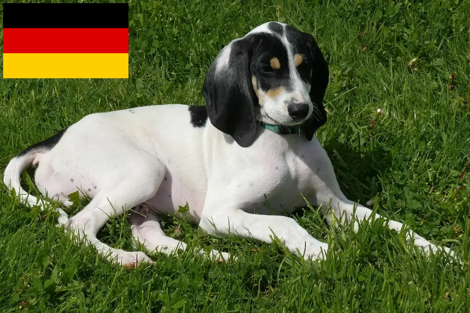 Read more about the article Ariégeois breeders and puppies in Germany