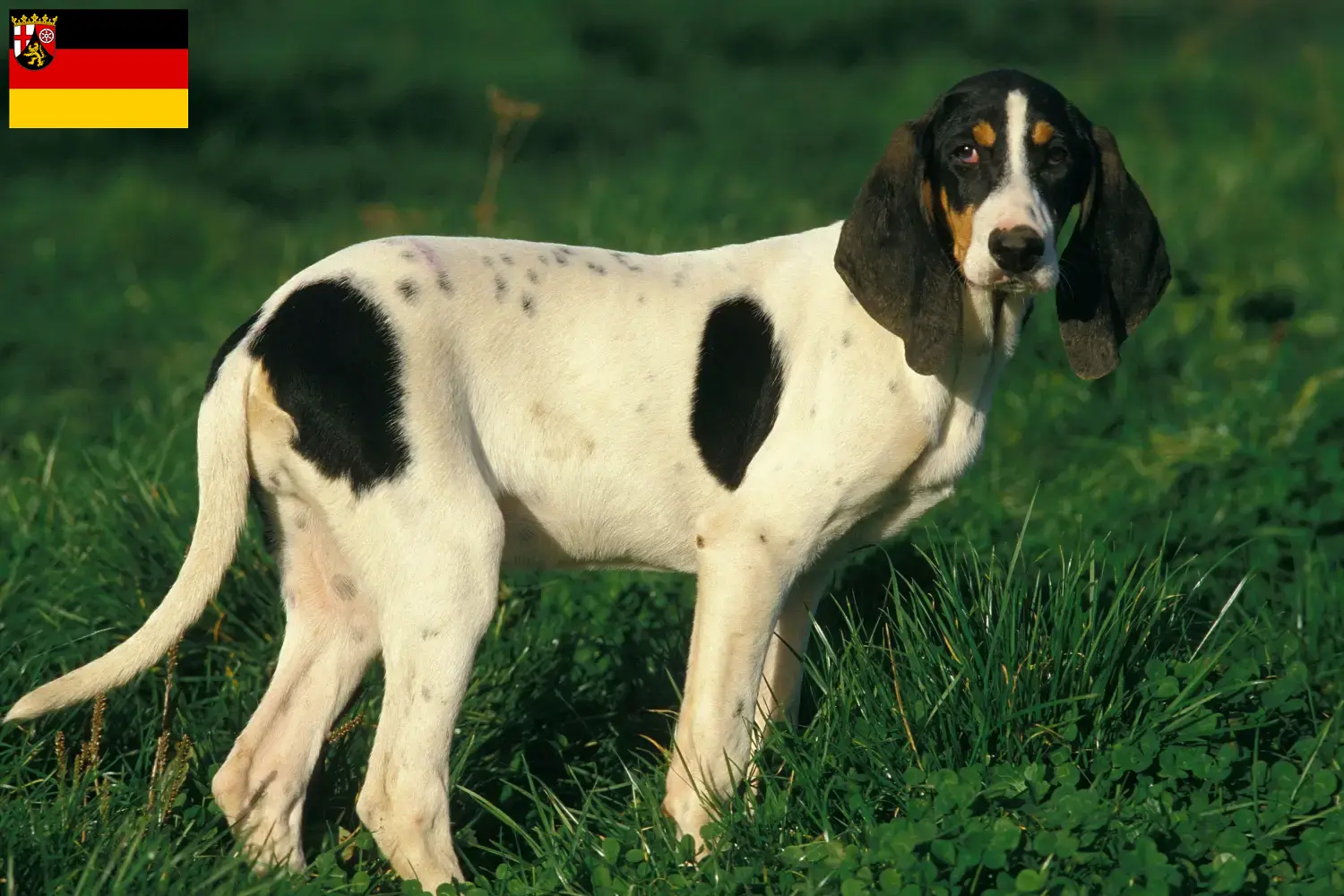 Read more about the article Ariégeois breeders and puppies in Rhineland-Palatinate