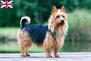 Read more about the article Australian Terrier breeders and puppies in Great Britain