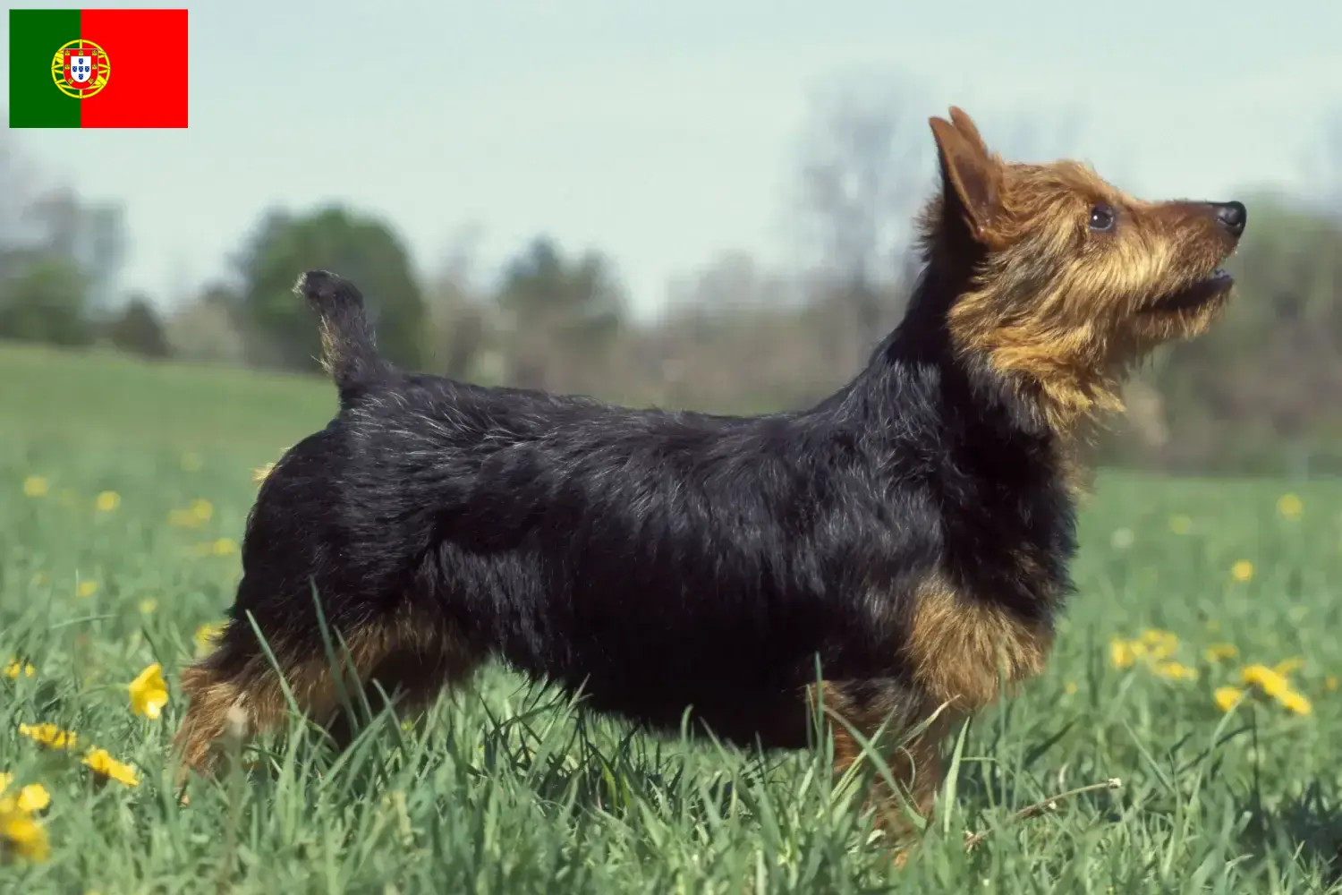 Read more about the article Australian Terrier breeders and puppies in Portugal