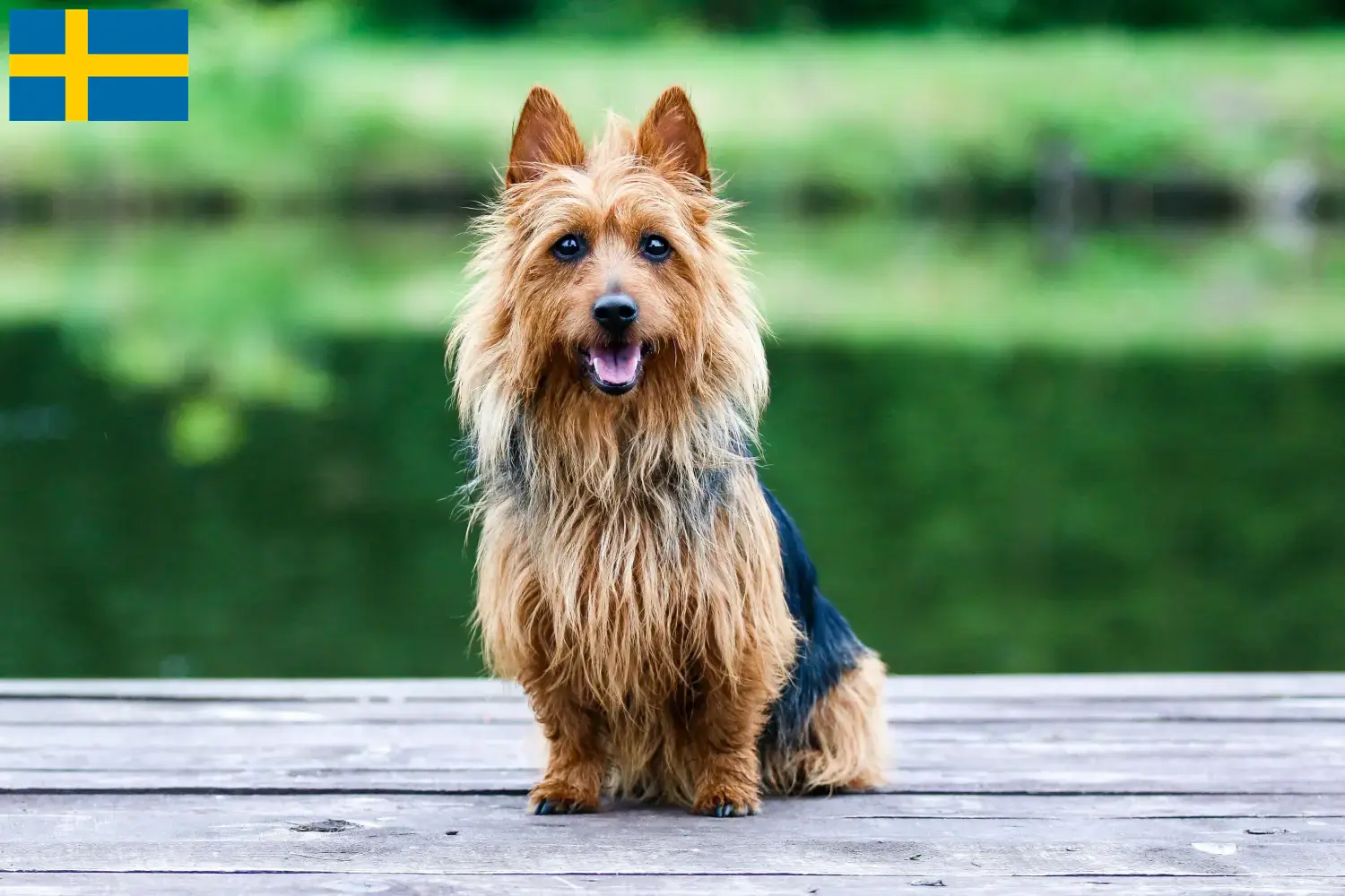 Read more about the article Australian Terrier breeders and puppies in Sweden