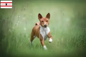 Read more about the article Basenji breeders and puppies in Drenthe