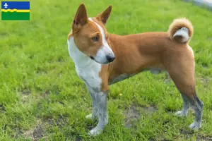 Read more about the article Basenji breeders and puppies in Flevoland