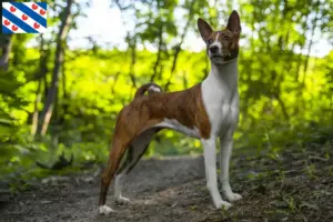 Read more about the article Basenji breeders and puppies in Friesland