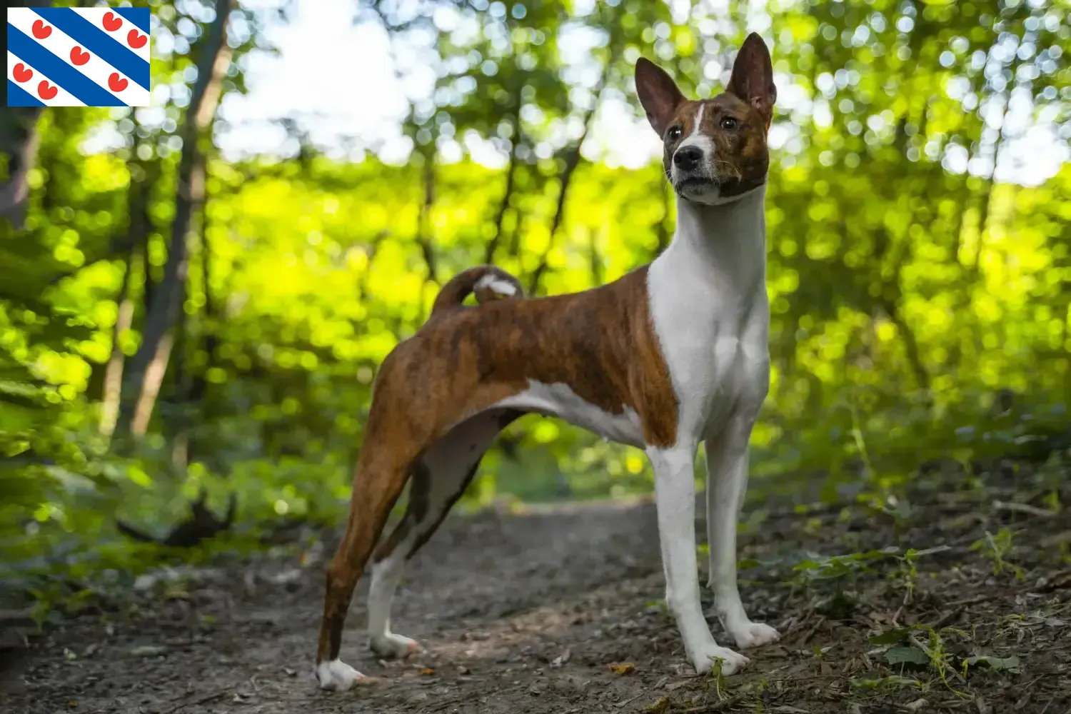 Read more about the article Basenji breeders and puppies in Friesland