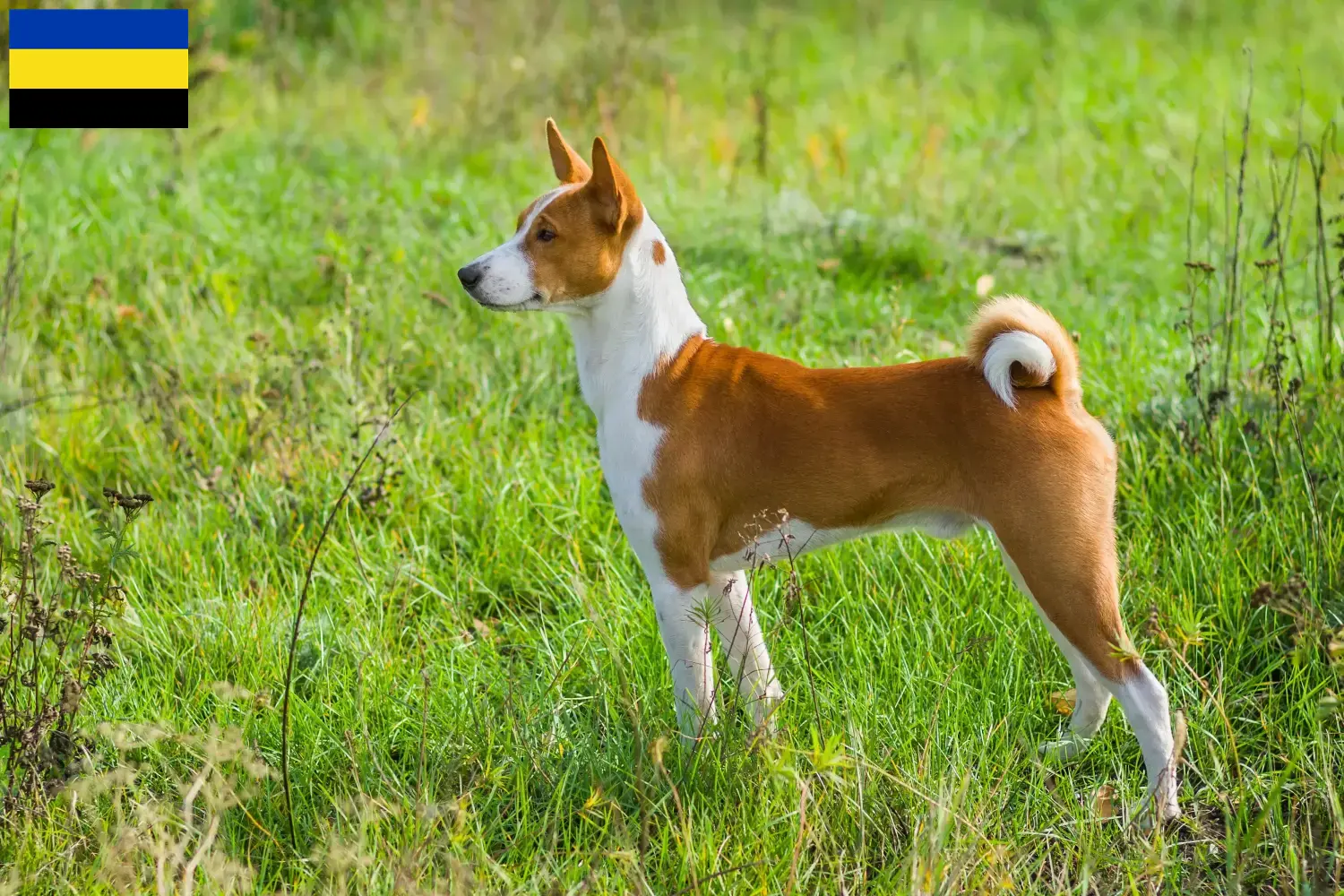 Read more about the article Basenji breeders and puppies in Gelderland