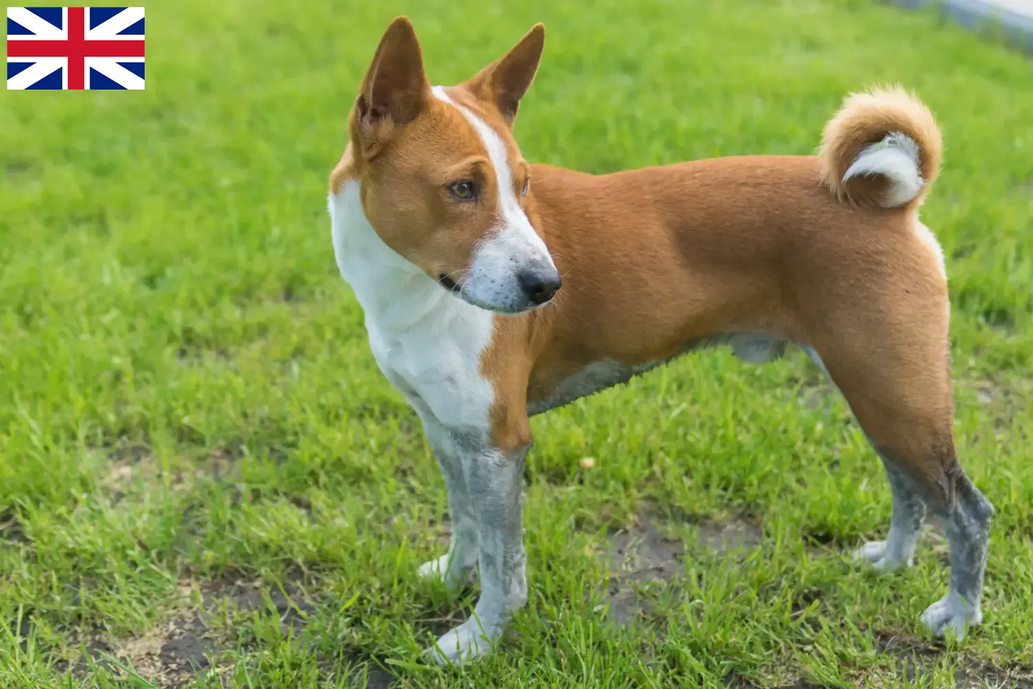 Read more about the article Basenji breeders and puppies in Great Britain