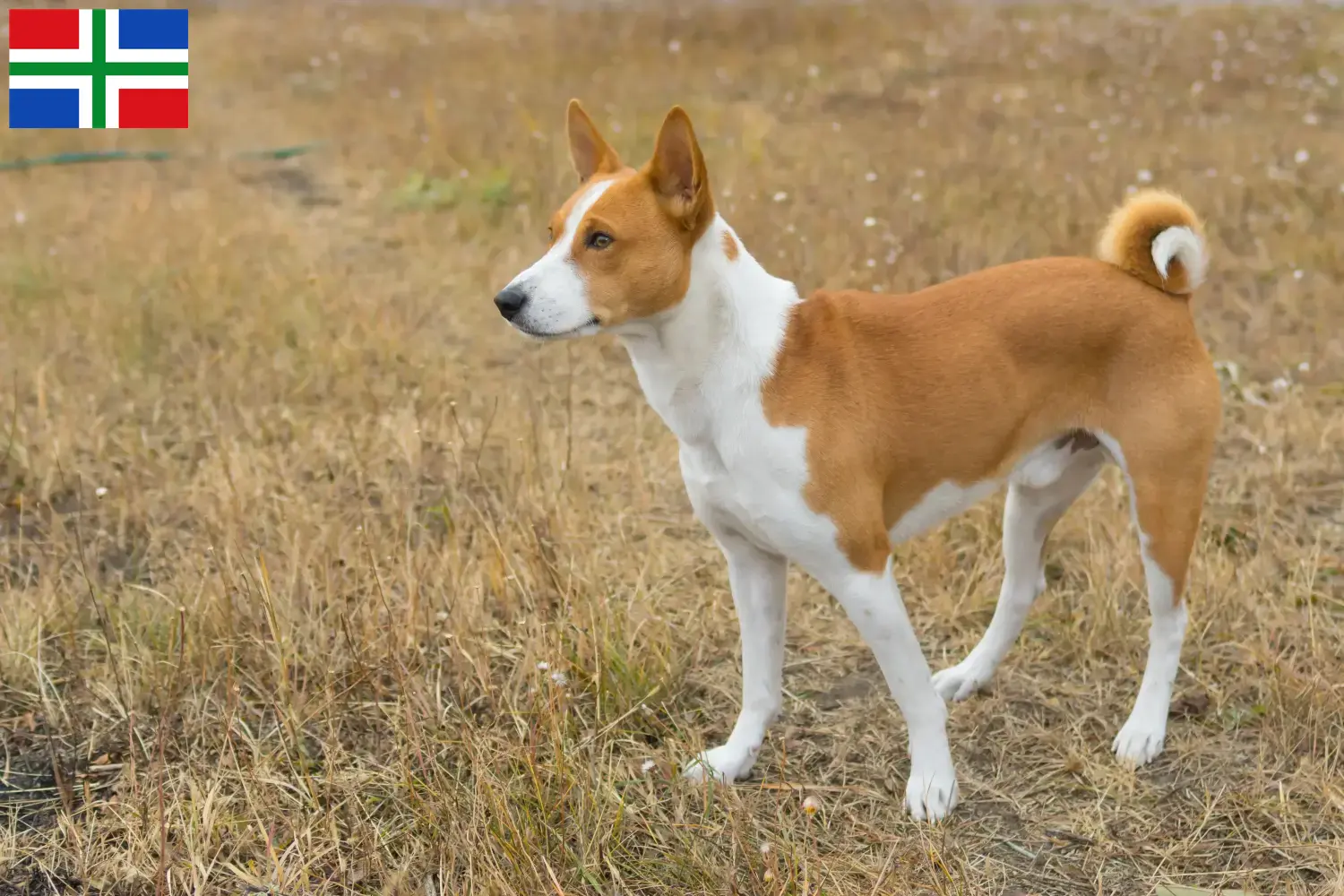 Read more about the article Basenji breeders and puppies in Groningen