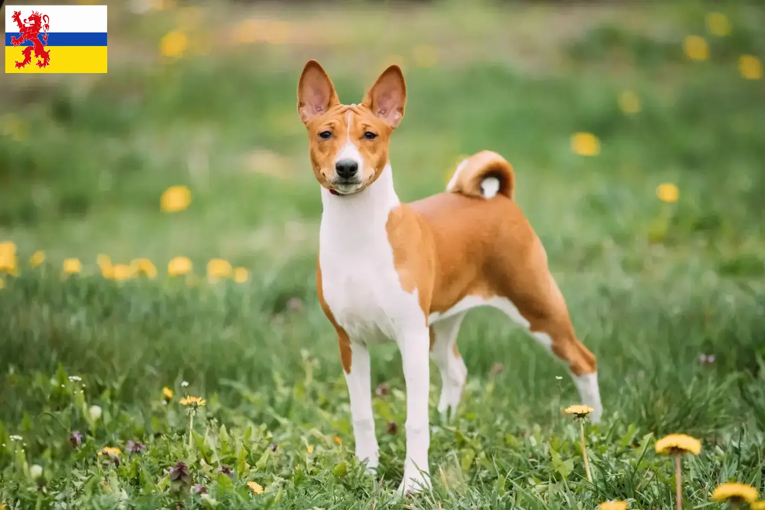 Read more about the article Basenji breeders and puppies in Limburg