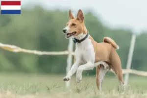 Read more about the article Basenji breeders and puppies in the Netherlands