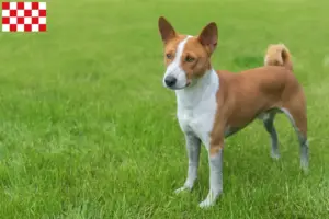 Read more about the article Basenji breeders and puppies in North Brabant