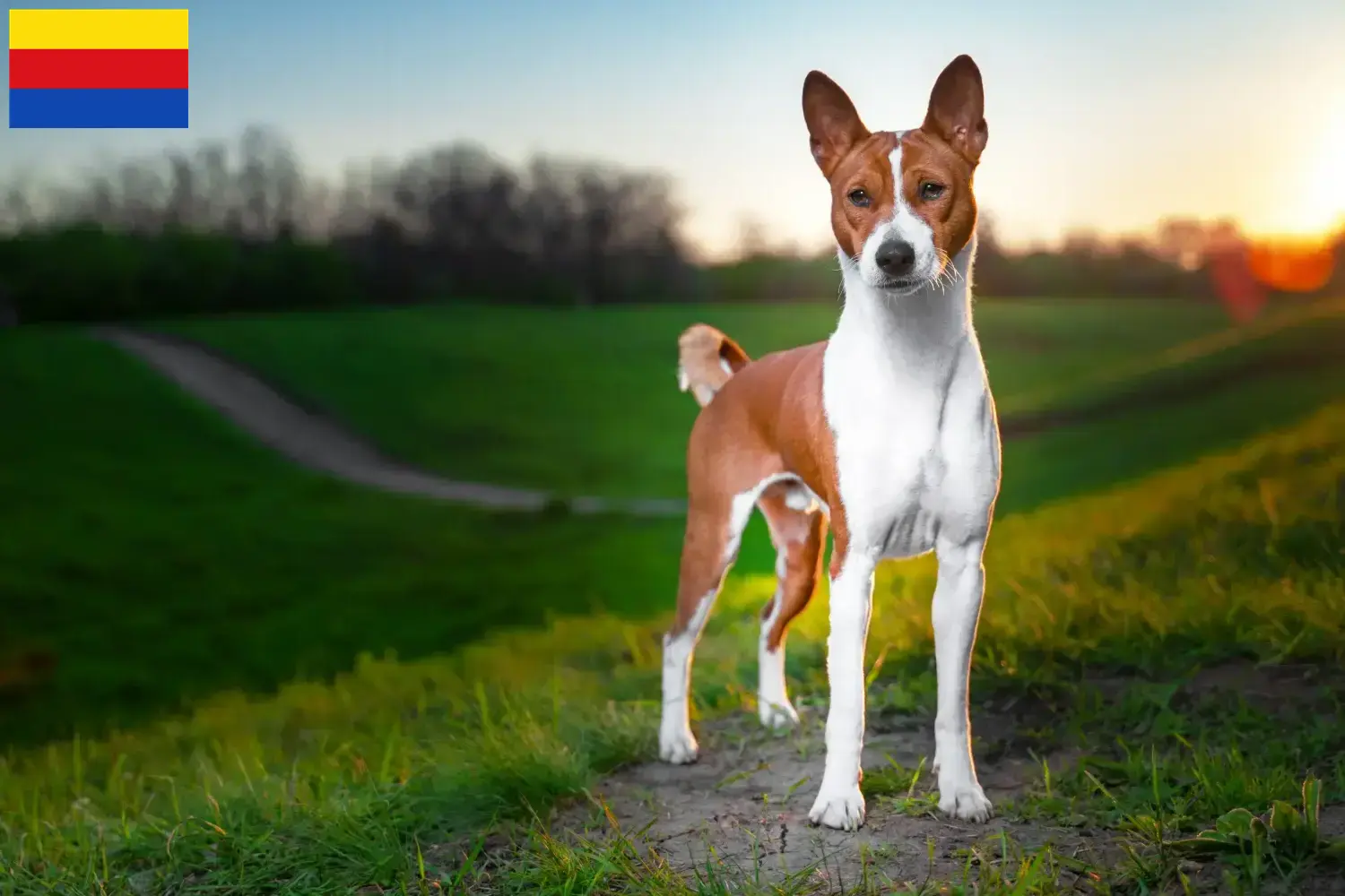 Read more about the article Basenji breeders and puppies in North Holland