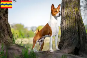 Read more about the article Basenji breeders and puppies in Overijssel