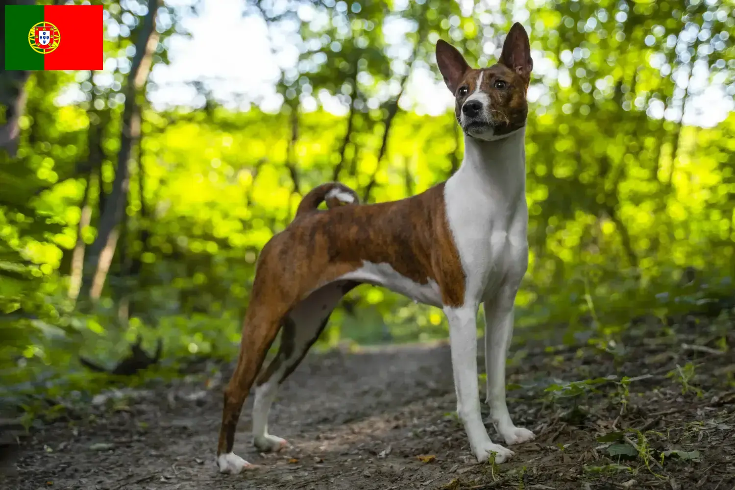 Read more about the article Basenji breeders and puppies in Portugal