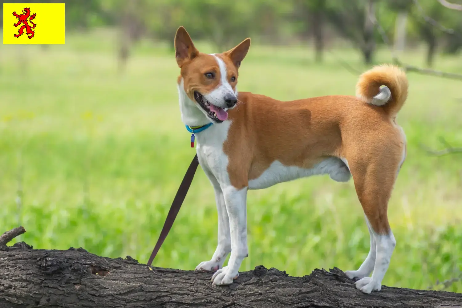 Read more about the article Basenji breeders and puppies in South Holland