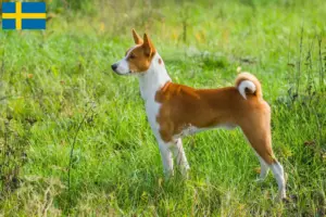 Read more about the article Basenji breeders and puppies in Sweden