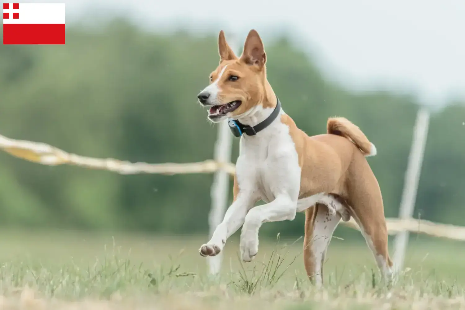 Read more about the article Basenji breeders and puppies in Utrecht