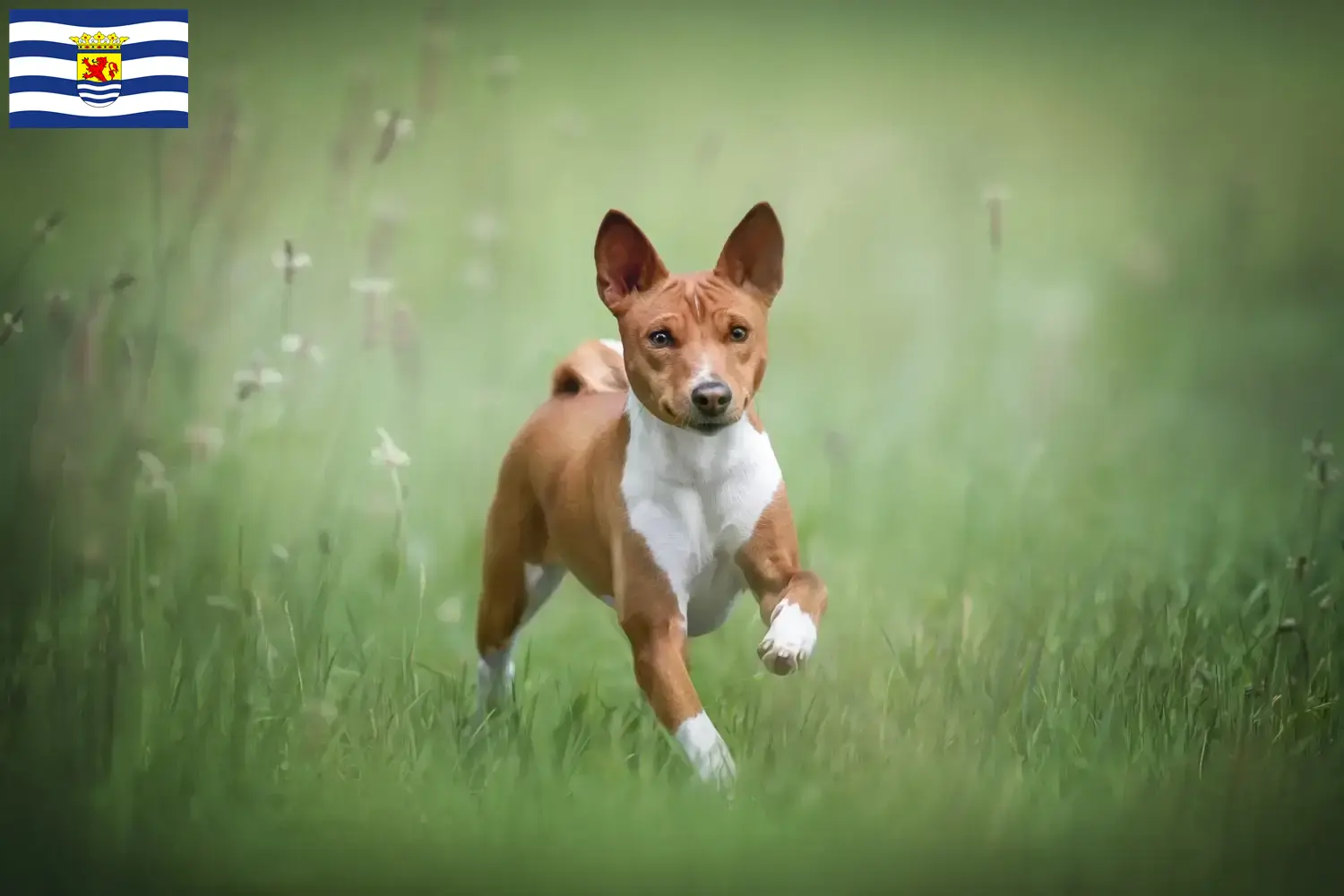 Read more about the article Basenji breeders and puppies in Zeeland