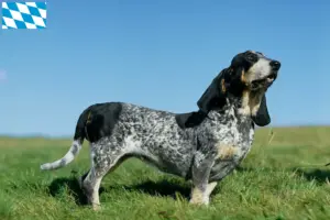 Read more about the article Basset bleu de Gascogne breeders and puppies in Bavaria