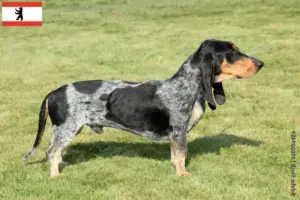 Read more about the article Basset bleu de Gascogne breeders and puppies in Berlin