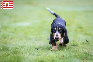 Read more about the article Basset bleu de Gascogne breeders and puppies in Bremen