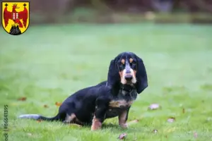 Read more about the article Basset bleu de Gascogne breeders and puppies in Burgenland