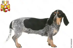 Read more about the article Basset bleu de Gascogne breeders and puppies in Carinthia