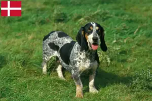 Read more about the article Basset bleu de Gascogne breeders and puppies in Denmark