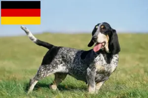 Read more about the article Basset bleu de Gascogne breeders and puppies in Germany