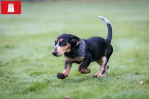 Read more about the article Basset bleu de Gascogne breeders and puppies in Hamburg