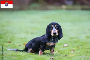 Read more about the article Basset bleu de Gascogne breeders and puppies in Hessen