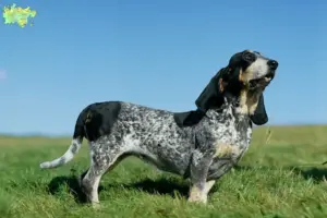 Read more about the article Basset bleu de Gascogne breeders and puppies in Midtjylland