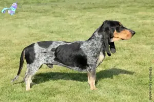 Read more about the article Basset bleu de Gascogne breeders and puppies in Nordjylland