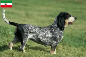 Read more about the article Basset bleu de Gascogne breeders and puppies in North Rhine-Westphalia