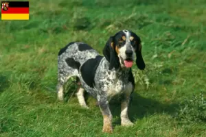 Read more about the article Basset bleu de Gascogne breeders and puppies in Rhineland-Palatinate