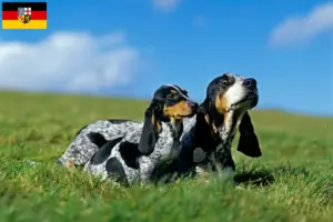 Read more about the article Basset bleu de Gascogne breeders and puppies in Saarland