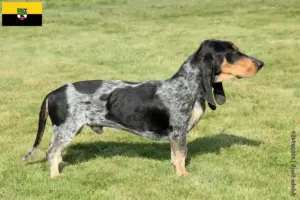 Read more about the article Basset bleu de Gascogne breeders and puppies in Saxony-Anhalt