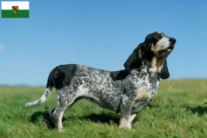 Read more about the article Basset bleu de Gascogne breeders and puppies in Saxony