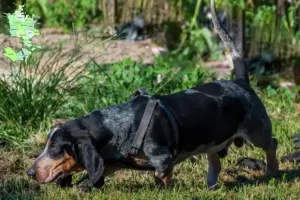 Read more about the article Basset bleu de Gascogne breeders and puppies in Sjælland