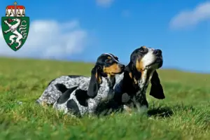 Read more about the article Basset bleu de Gascogne breeders and puppies in Styria