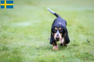 Read more about the article Basset bleu de Gascogne breeders and puppies in Sweden