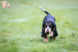 Read more about the article Basset bleu de Gascogne breeders and puppies in Syddanmark