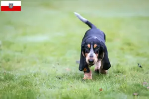 Read more about the article Basset bleu de Gascogne breeders and puppies in Thuringia