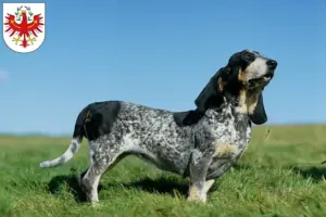 Read more about the article Basset bleu de Gascogne breeders and puppies in Tirol