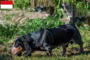 Read more about the article Basset bleu de Gascogne breeders and puppies in Vienna