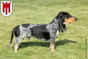 Read more about the article Basset bleu de Gascogne breeders and puppies in Vorarlberg