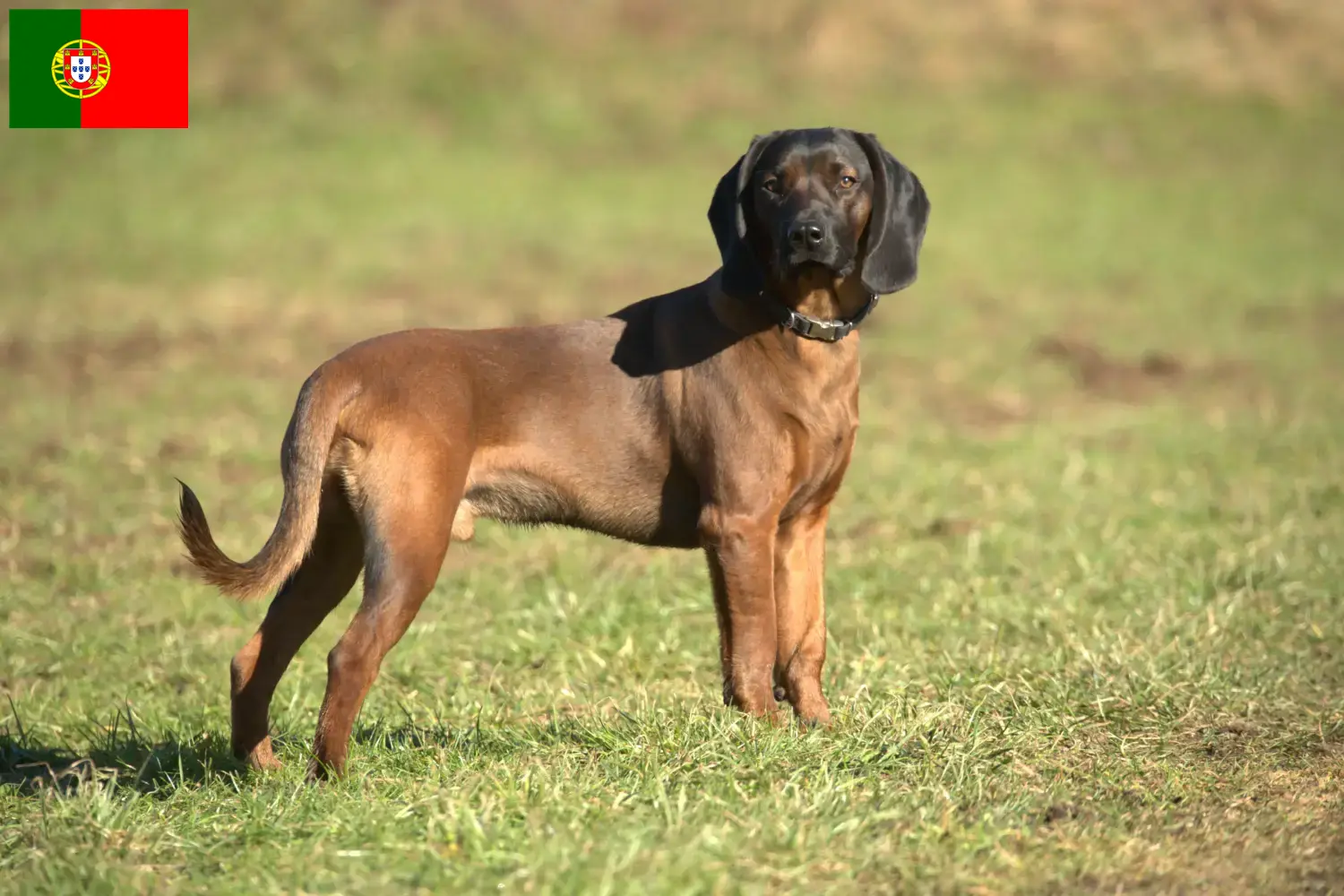 Read more about the article Bavarian Mountain Hound breeders and puppies in Portugal