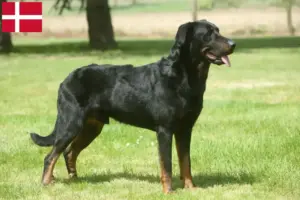 Read more about the article Beauceron breeders and puppies in Denmark