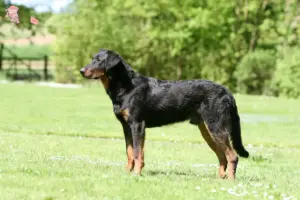 Read more about the article Beauceron breeders and puppies in Hovedstaden